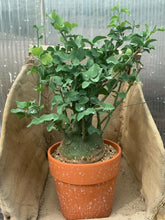 将图片加载到图库查看器，ADENIA SPINOSA LIVE PLANT #2515 For Sale