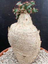 Load image into Gallery viewer, EUPHORBIA SQUARROSA LIVE PLANT #085 For Sale