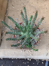 Load image into Gallery viewer, EUPHORBIA HOPETOWNENSIS LIVE PLANT #0295 For Sale