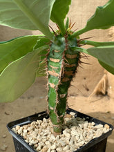 Load image into Gallery viewer, EUPHORBIA NEOHUMBERTII LIVE PLANT #2415 For Sale