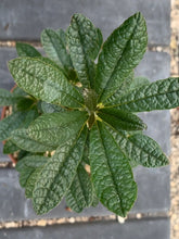 Load image into Gallery viewer, DORSTENIA GIGAS LIVE PLANT #0133 For Sale