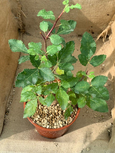 HINDSIANA BURSERA LIVE PLANT #225 For Sale