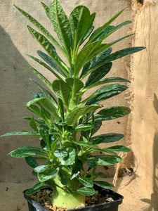DORSTENIA GIGAS LIVE PLANT #0845 For Sale
