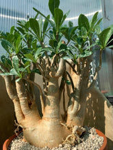 Load image into Gallery viewer, ADENIUM OBESUM LIVE PLANT #0725 For Sale