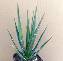 Load image into Gallery viewer, DRACAENA CINNABARI LIVE PLANT #542 For Sale
