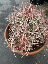 Load image into Gallery viewer, Echinocactus Polycephalus LIVE PLANT #0083 For Sale