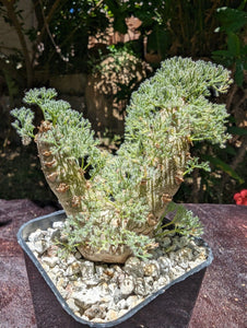 Sarcocaulon peniculinum LIVE PLANT #055 For Sale