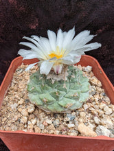 Indlæs billede til gallerivisning Strombocactus disciformis LIVE PLANT #95 For Sale
