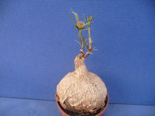 Load image into Gallery viewer, Euphorbia trichadenia LIVE PLANT #0132 For Sale