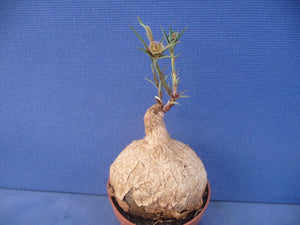 Euphorbia trichadenia LIVE PLANT #0132 For Sale