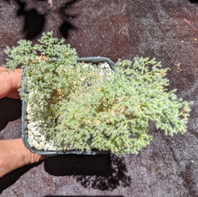 Load image into Gallery viewer, Sarcocaulon peniculinum LIVE PLANT #055 For Sale