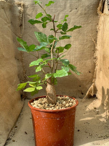 HINDSIANA BURSERA LIVE PLANT #225 For Sale