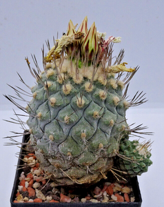 Stombocactus disciformis LIVE PLANT #055 For Sale