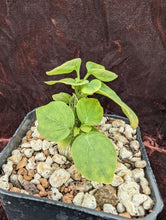 将图片加载到图库查看器，Adenia aculeata LIVE PLANT #031 For Sale