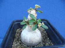 Load image into Gallery viewer, Euphorbia subapoda LIVE PLANT #0129 For Sale