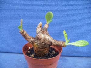 Euphorbia itremensis LIVE PLANT #076 For Sale