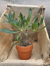 Load image into Gallery viewer, PACHYPODIUM ROSULATUM LIVE PLANT #0293 For Sale