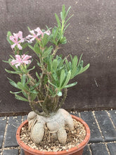 Load image into Gallery viewer, PACHYPODIUM SUCCULENTUM LIVE PLANT #123 For Sale