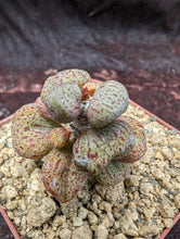 Load image into Gallery viewer, Tylecodon sulphureus LIVE PLANT #06 For Sale