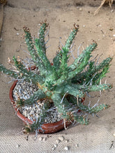Load image into Gallery viewer, EUPHORBIA HOPETOWNENSIS LIVE PLANT #0295 For Sale