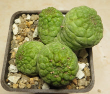 Load image into Gallery viewer, Trichocaulon cactiforme 7 seeds Cacti Namibia