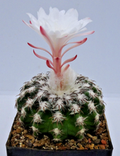Load image into Gallery viewer, Discocactus Horstii LIVE PLANT #0333 For Sale
