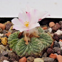 Load image into Gallery viewer, Aztecium ritterii LIVE PLANT #2233 For Sale