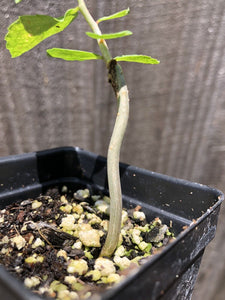 Commiphora myrrha (5 Seeds) Caudex Yemen