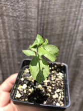 将图片加载到图库查看器，Commiphora myrrha (5 Seeds) Caudex Yemen