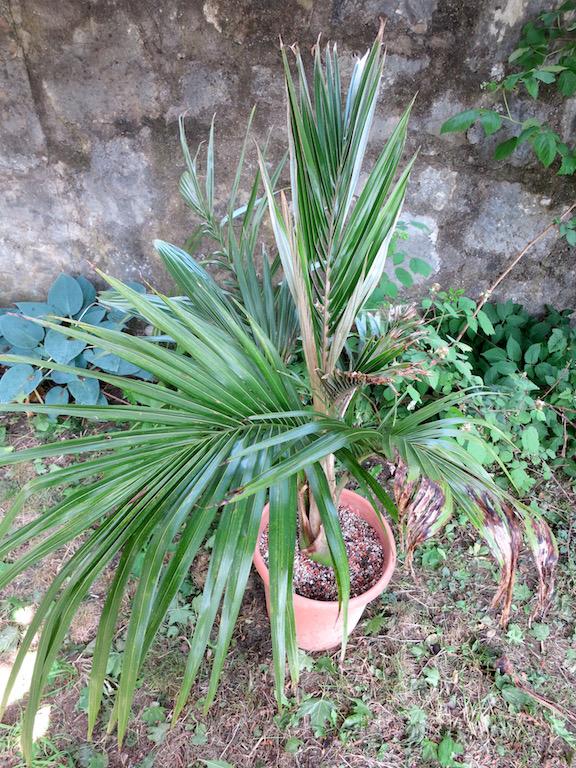 Juania australis 5 seeds Palms