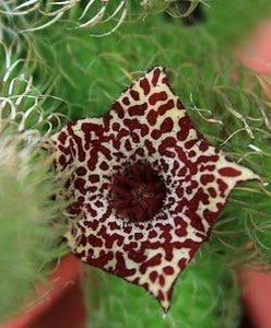 Stapelianthus pilosus 7 seeds Madagascar