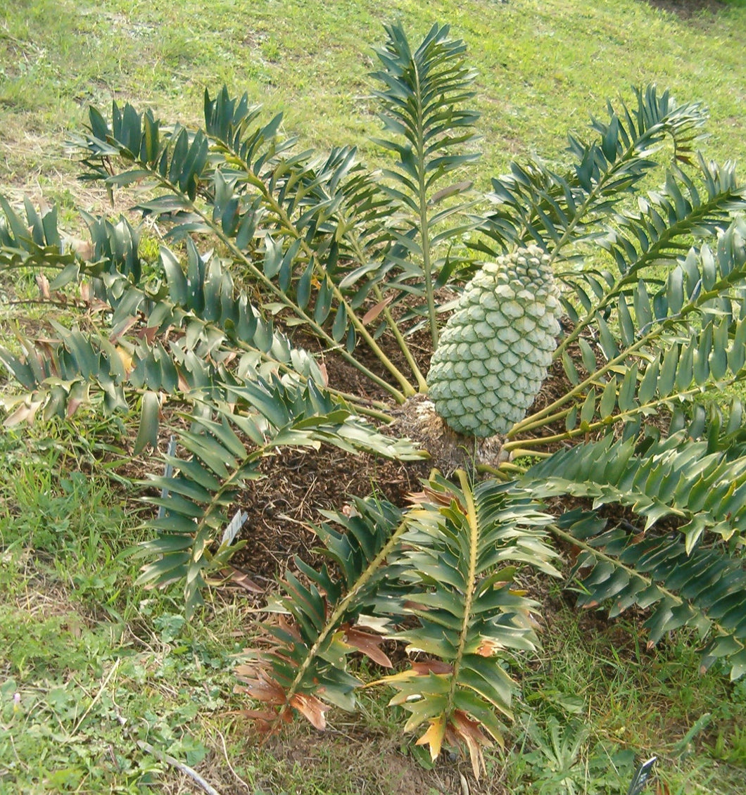 Encephalartos arenarius 3 seeds Palm South Africa