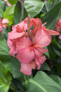 Canna Lily ( Pink beauty )  x1 Bulb-Tuber