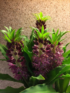 Eucomis ( Balance ) x1 Bulb-Tuber