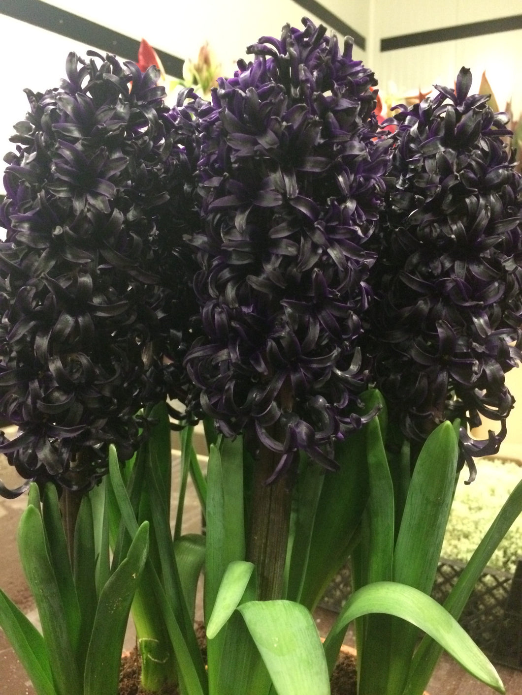 Hyacinth ( Black ) x3 Bulb-Tuber
