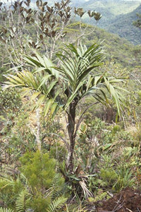 Clinosperma lanuginosa 4 seeds Palms