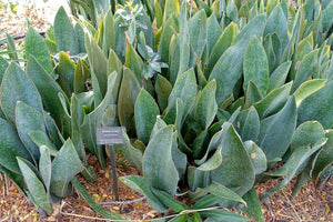 Sansevieria masoniana (Dracaena masoniana) 10 seeds