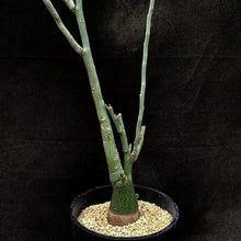 Load image into Gallery viewer, Adenia pechuelii LIVE PLANT #0121 For Sale