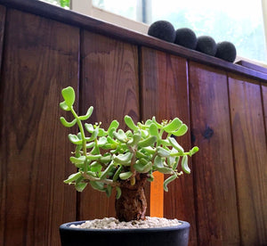 Ceraria pygmaea LIVE PLANT #07107 For Sale