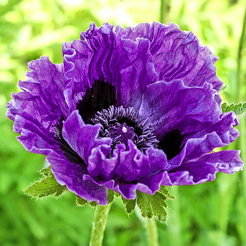 Poppy Papaver ( Purple ) x1 Bulb-Tuber