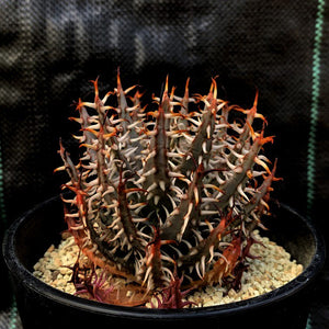 Aloe erinacea LIVE PLANT #0179 For Sale