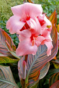 Canna Lily ( Miss Pink )  x1 Bulb-Tuber