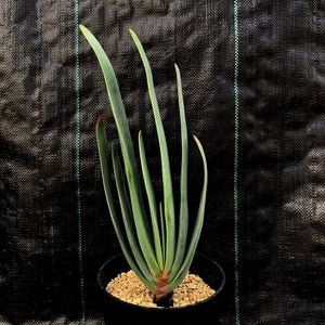 Aloe plicatilis LIVE PLANT #0178 For Sale