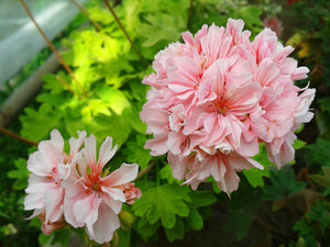 Pelargonium - "Rushm me" 5 Flowers Seeds
