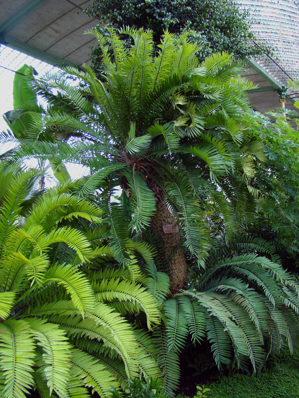 Encephalartos altensteinii 3 seeds Palm  South Africa