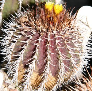 Uebelmannia buiningii 10 seeds Cacti  Brazil