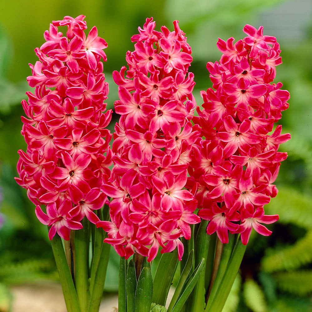Hyacinth ( Red ) x3 Bulb-Tuber
