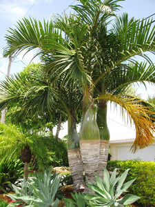Hyophorbe verschaffeltii 3 seeds Palms