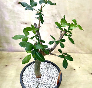 Commiphora gileadensis  LIVE PLANT #07121 For Sale