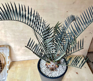 Encephalartos lehmannii LIVE PLANT #0267 For Sale